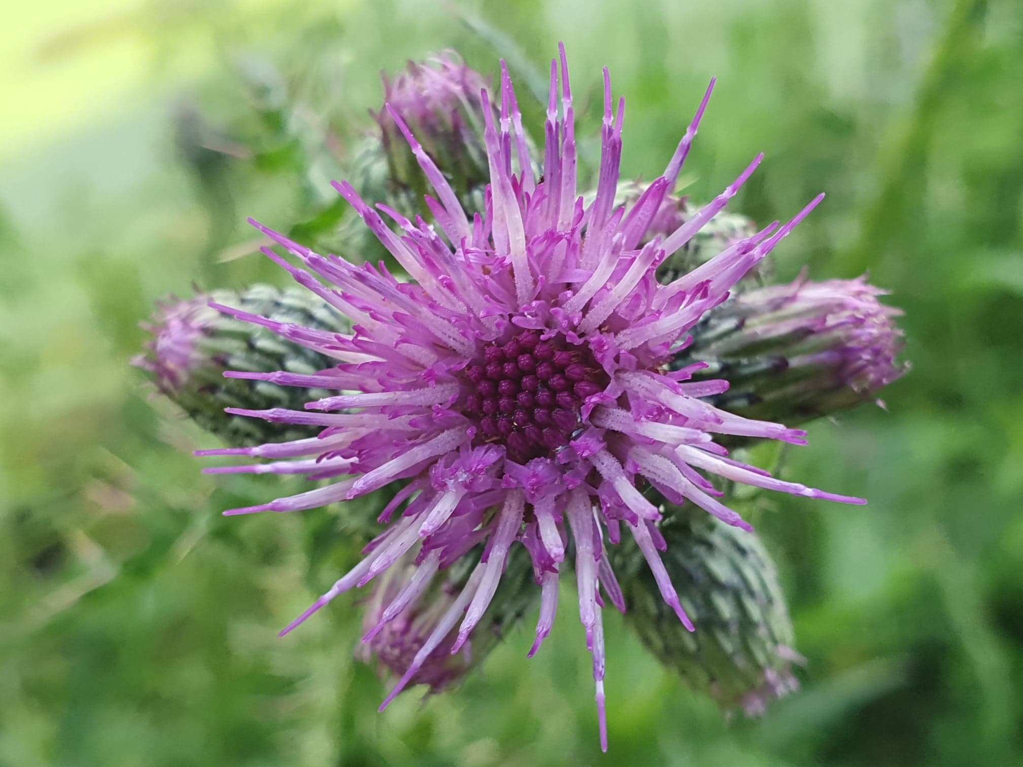 Omrijk-distel